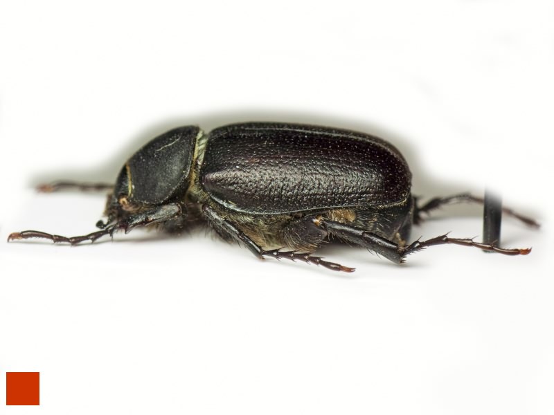 Hemictenius talukanus Ivanova, 2007